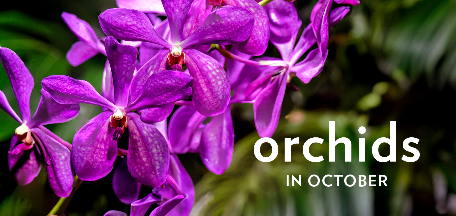 Orchids-in-October