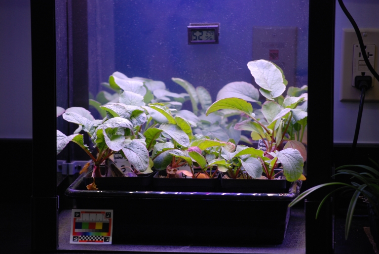 Seedlings growing in a PlantLab