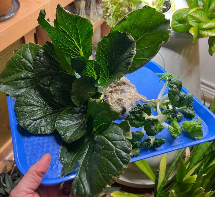 Harvested pak choi on a tray