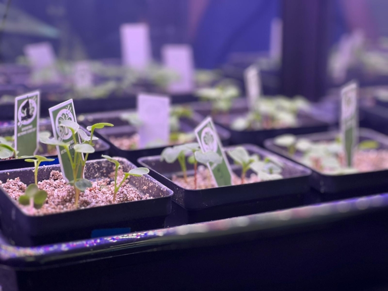 Labeled seedlings in a GBE experiment