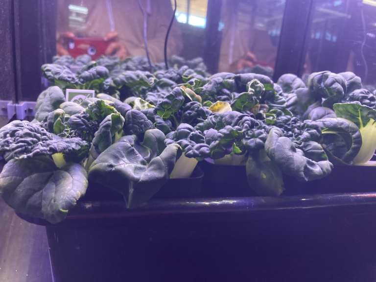 Pak choi growing in a PlantLab