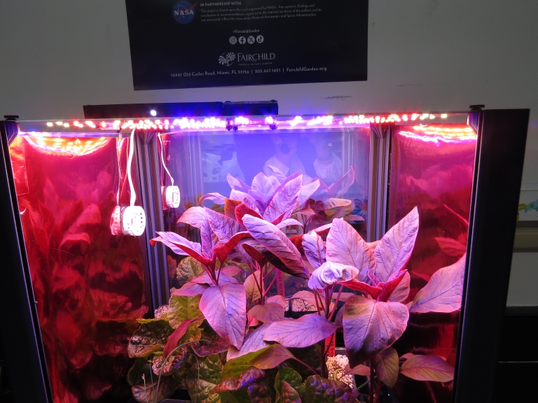 Purple-leaved plants under LED light in a PlantLab