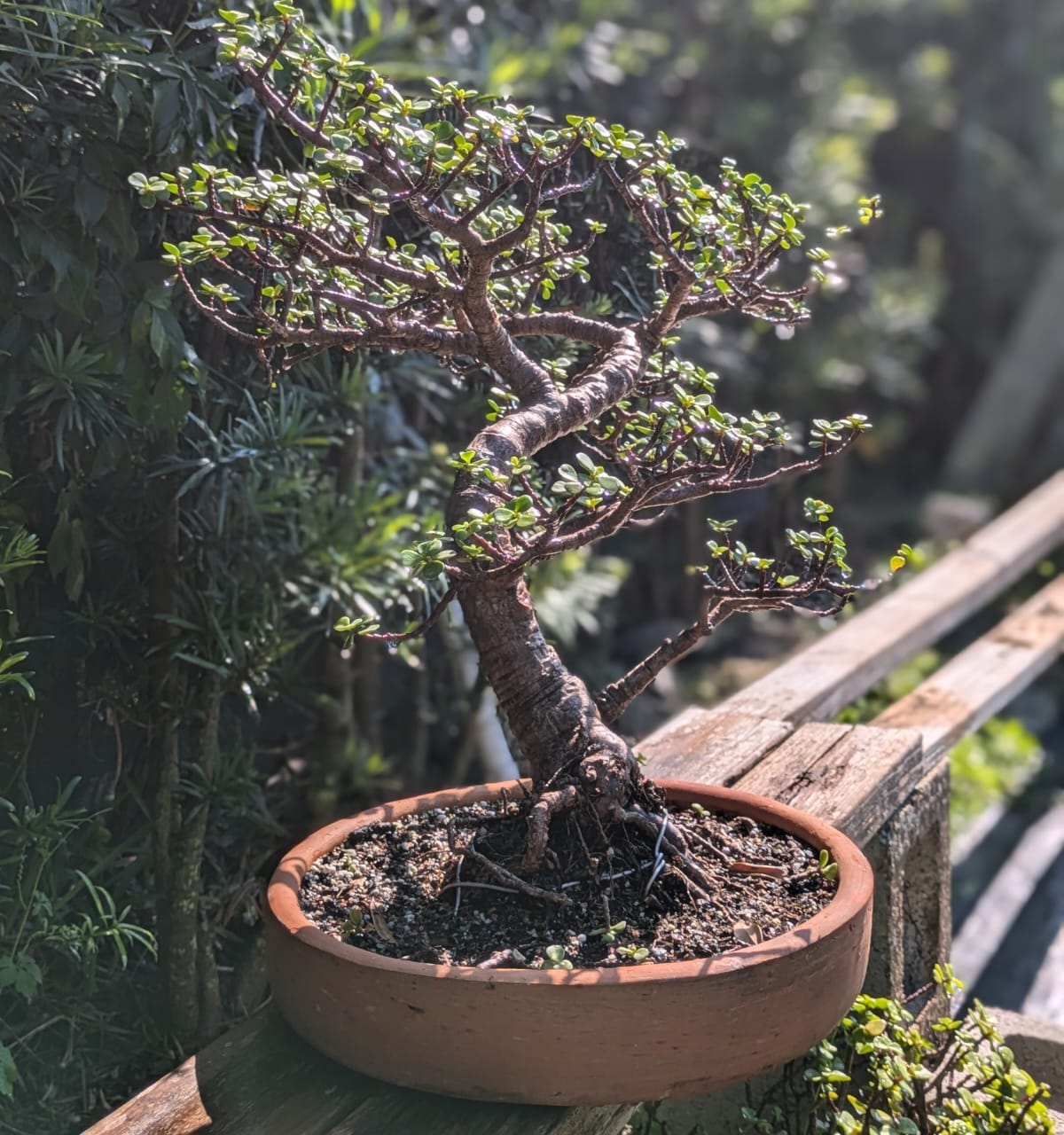 bonsai matias