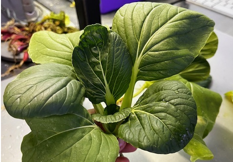 brassica5