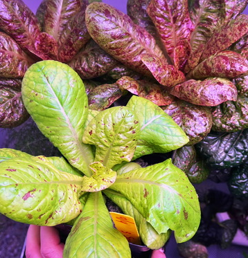 lettuces