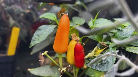pepper