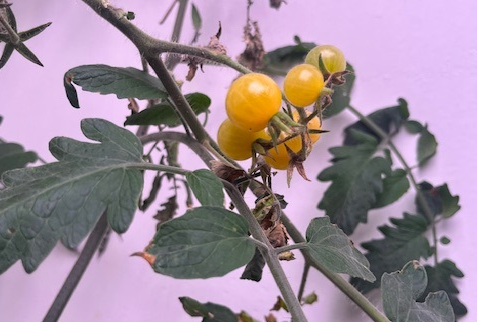 solanum1