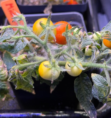 tomatos
