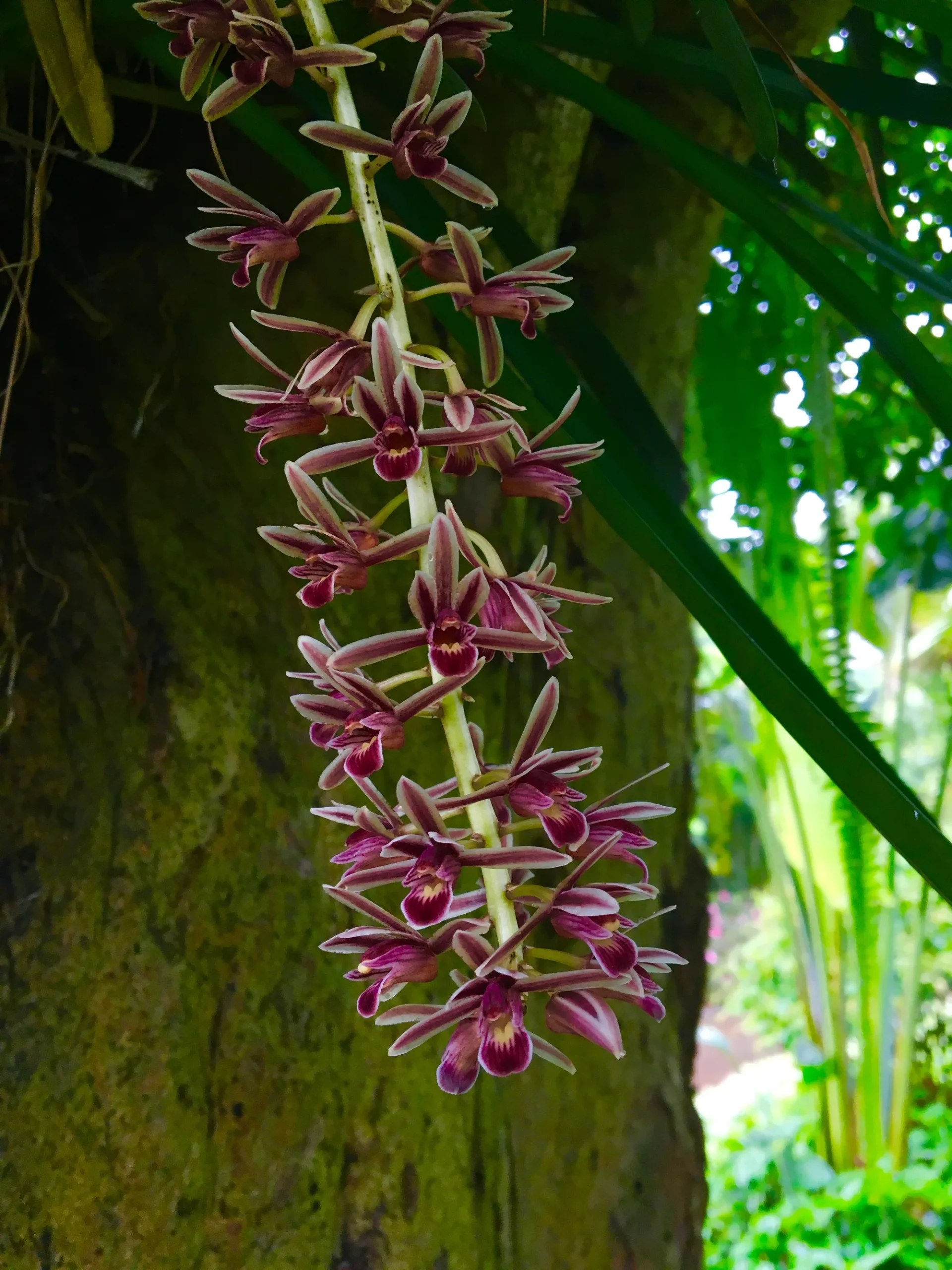 boat orchids