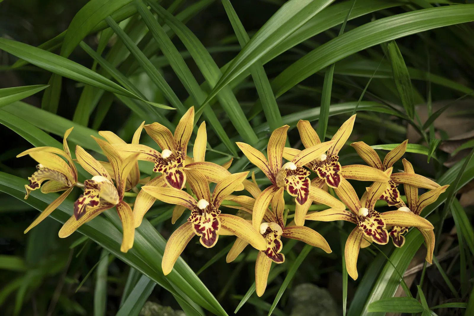 Cymbidium orchid species