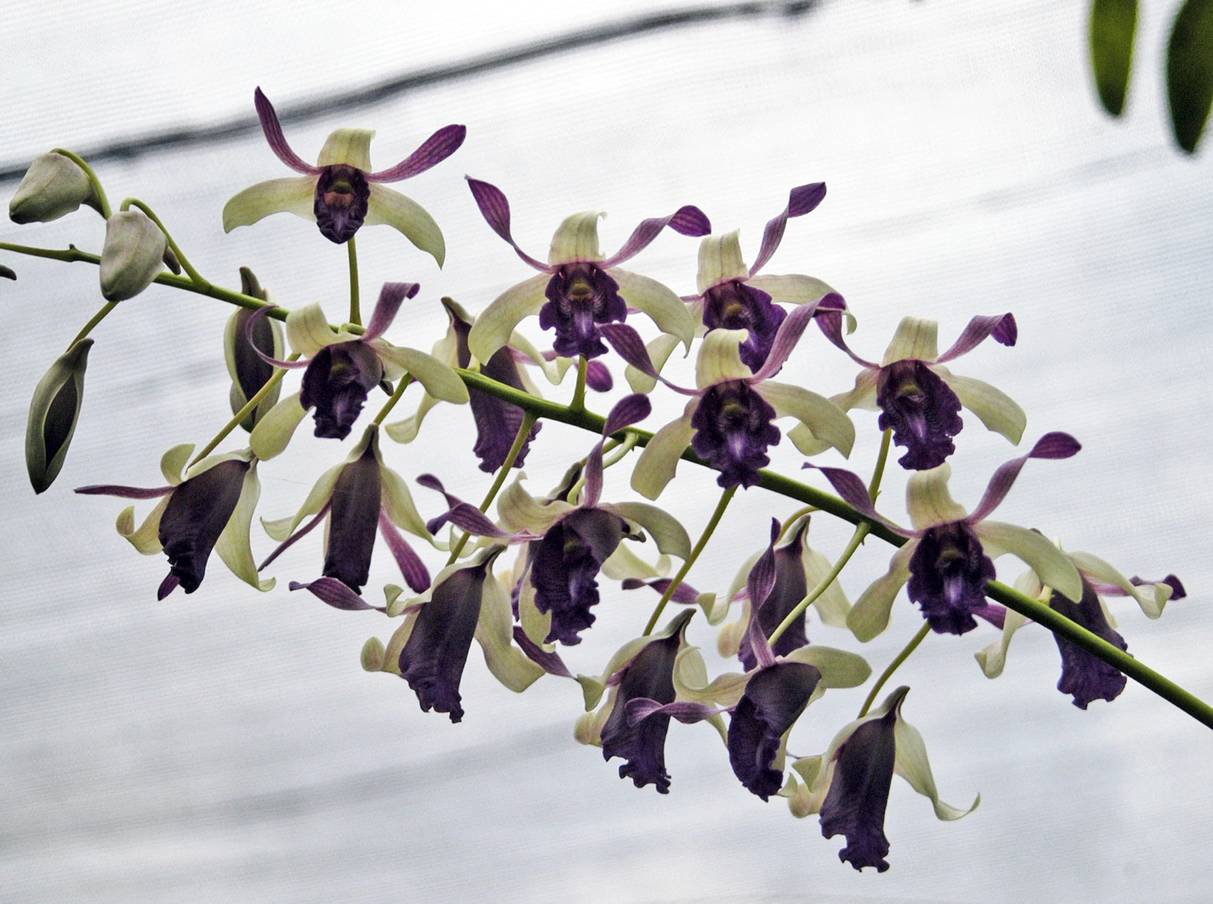 dendrobium orchid species