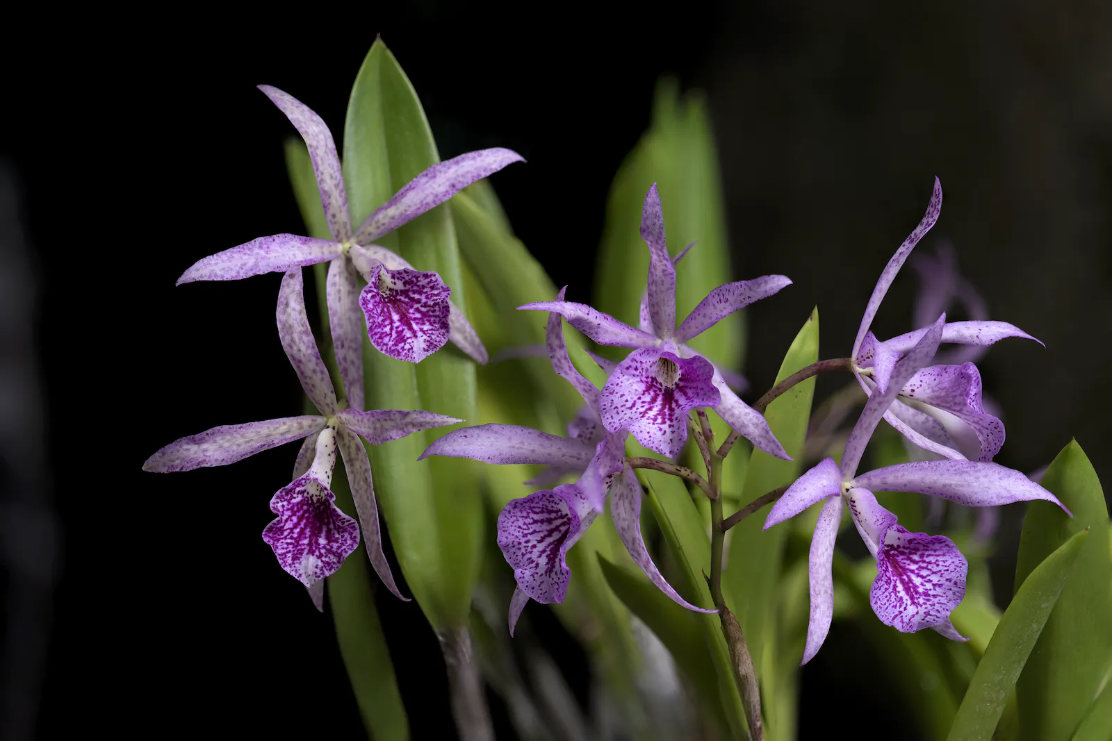 Epidendrum orchid species