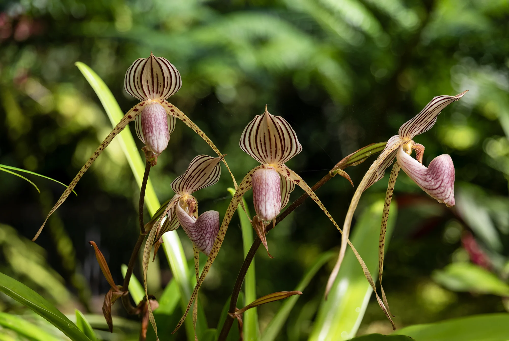 gold of Kinabalu