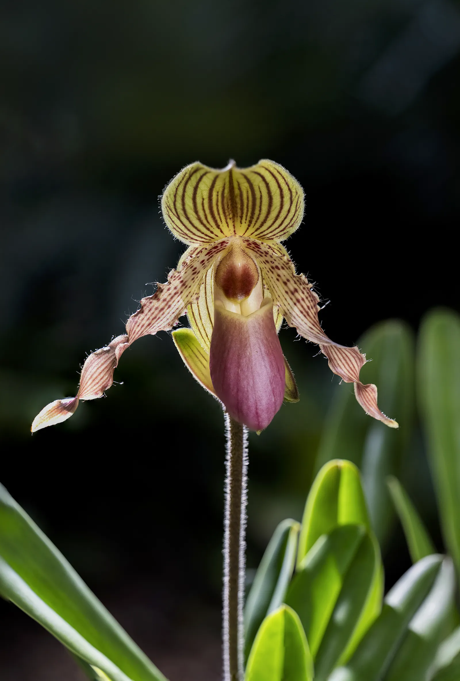 Paphiopedilum orchid species