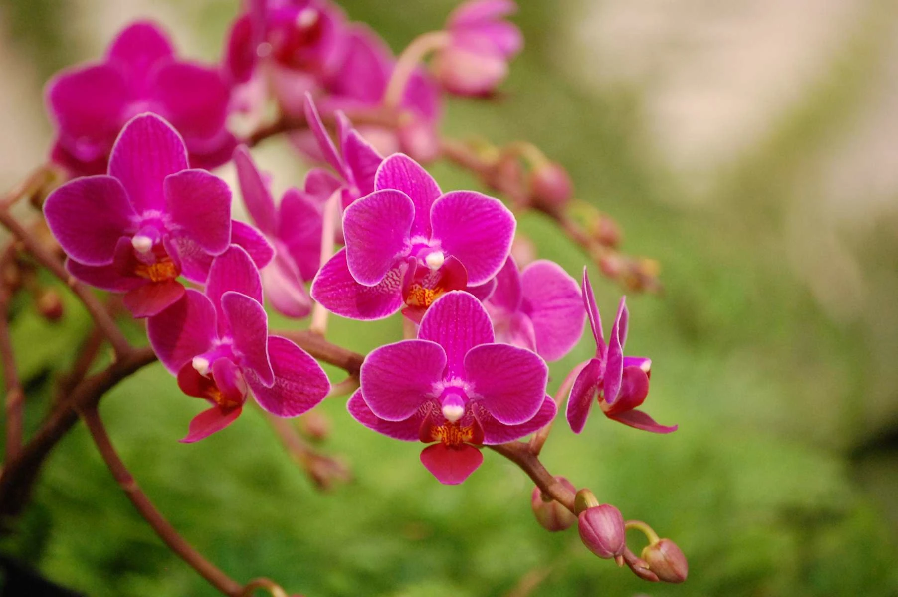 moth orchids 