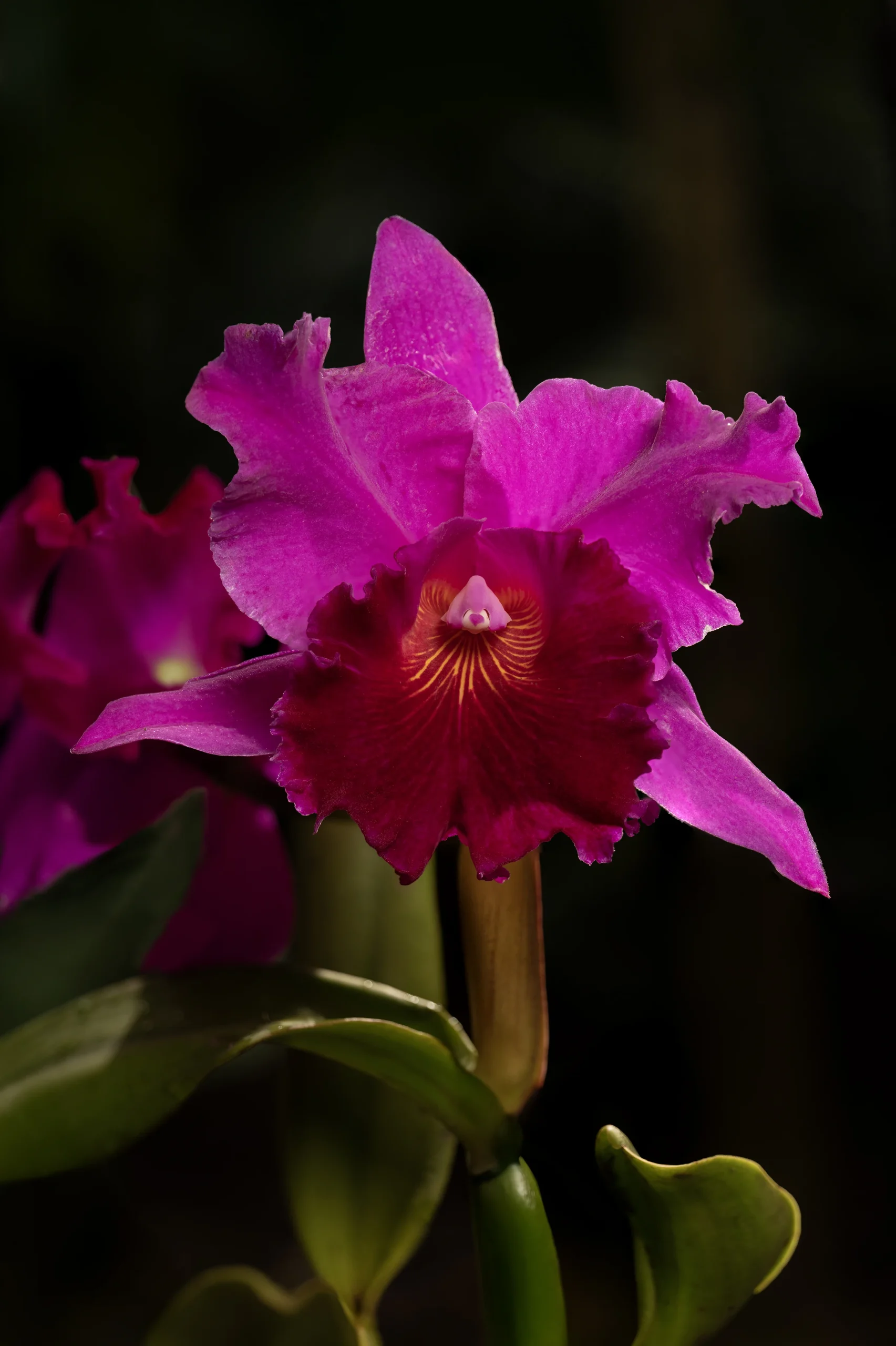 cattleya orchid leaves
