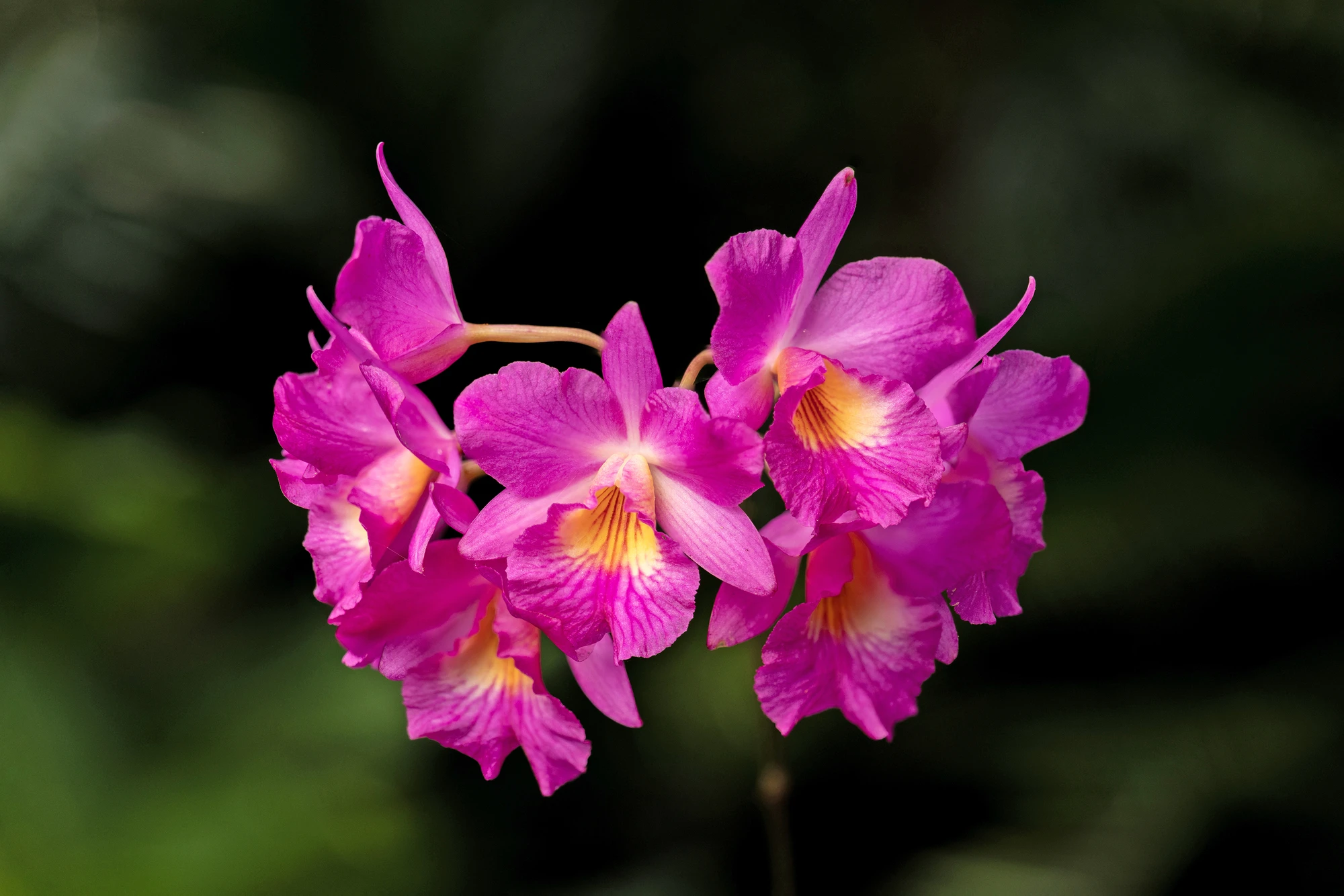 corsage orchids or queen of orchids