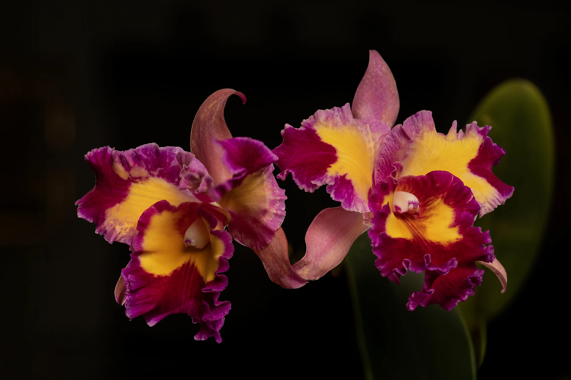 cattleya orchid species