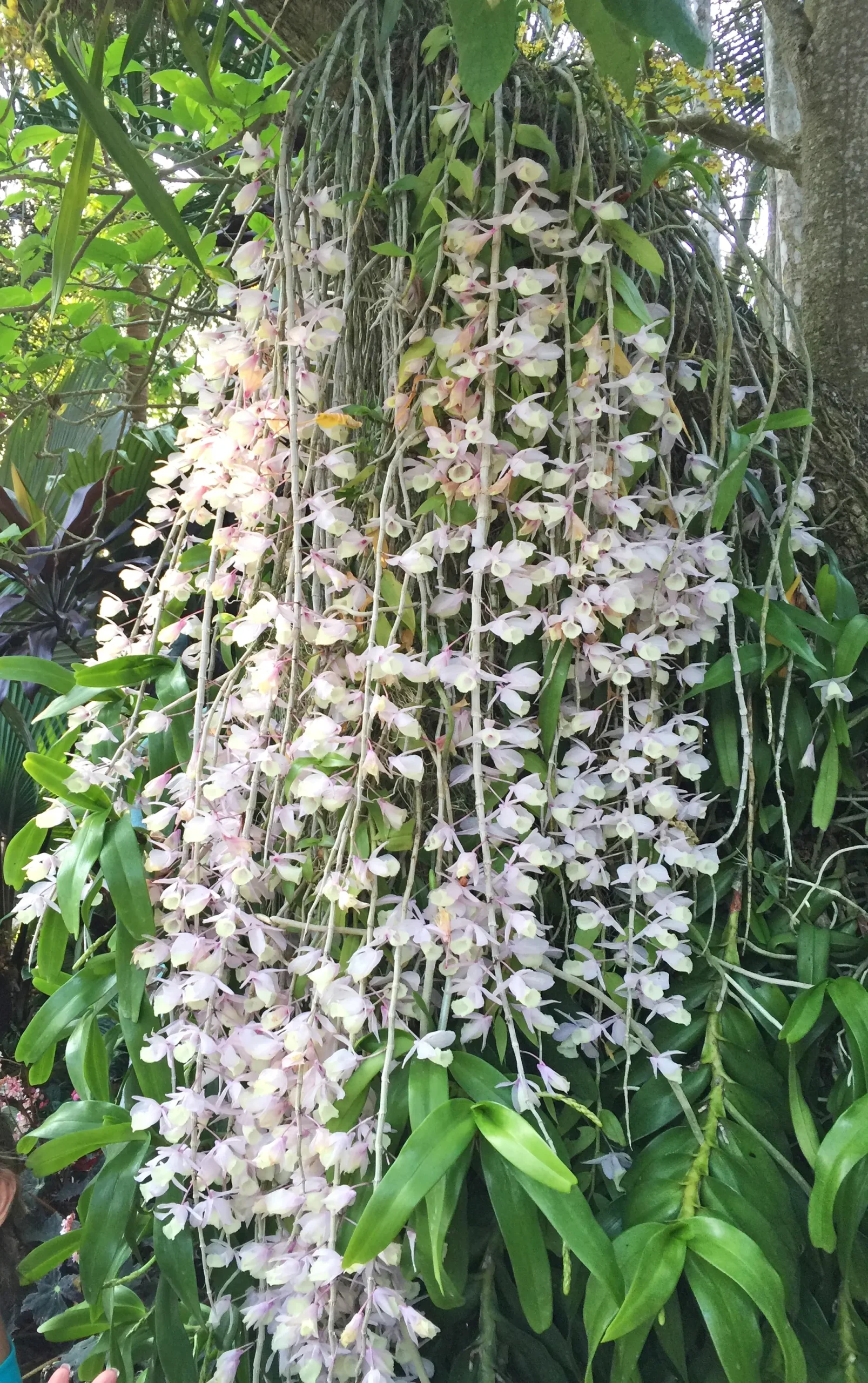 Dendrobium orchids