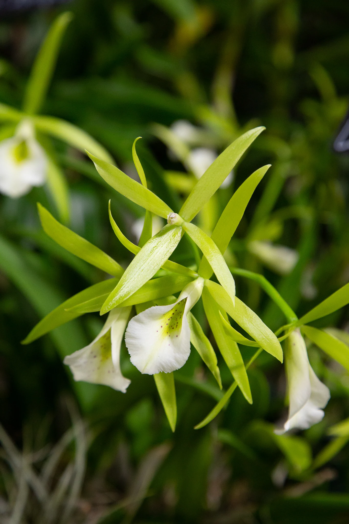 different types of orchids