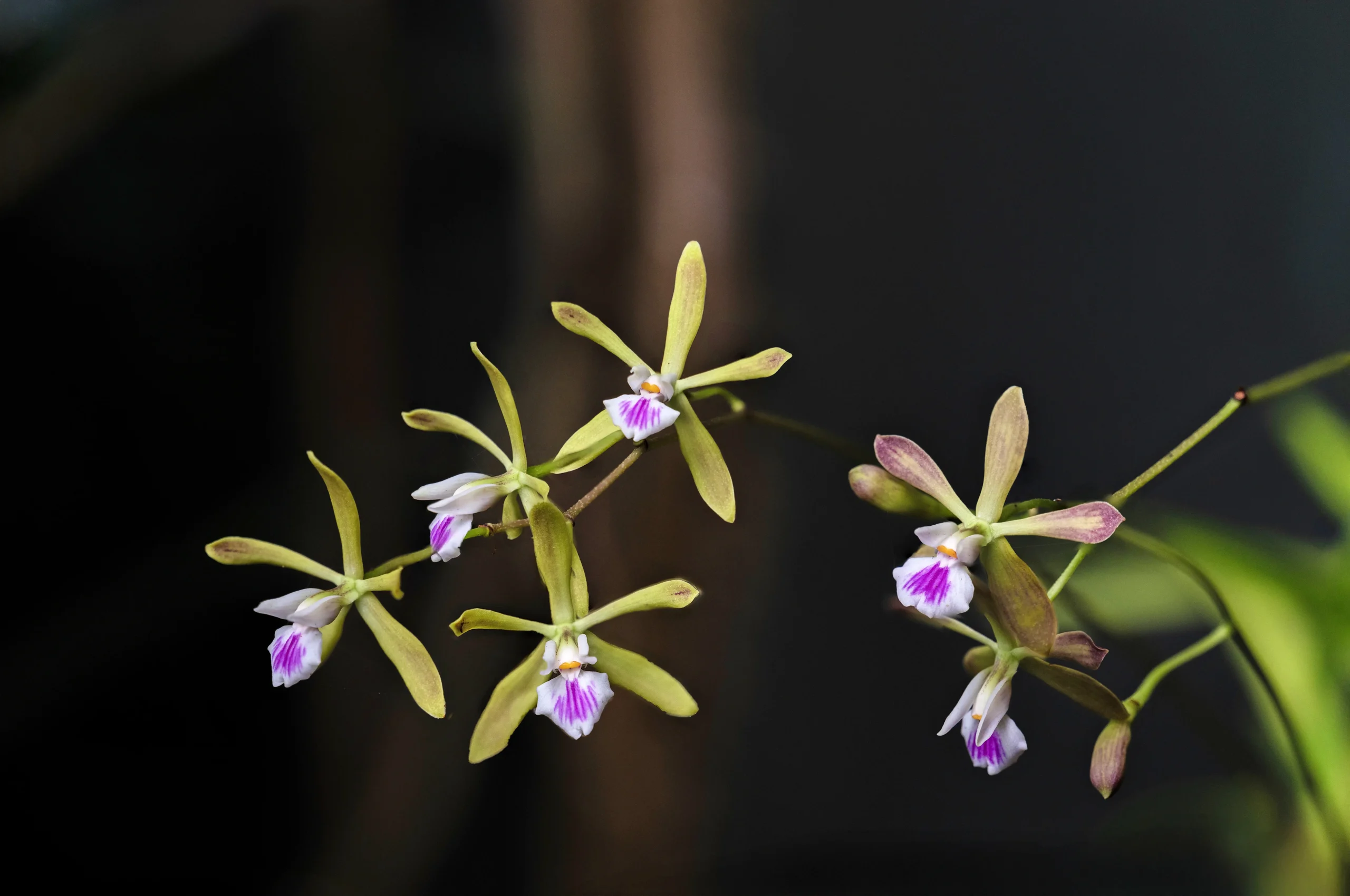 epidendrum orchid leaves