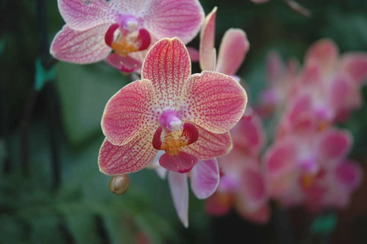 moth orchid leaves 