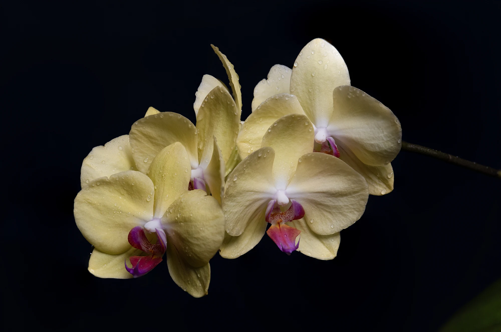 moth orchids