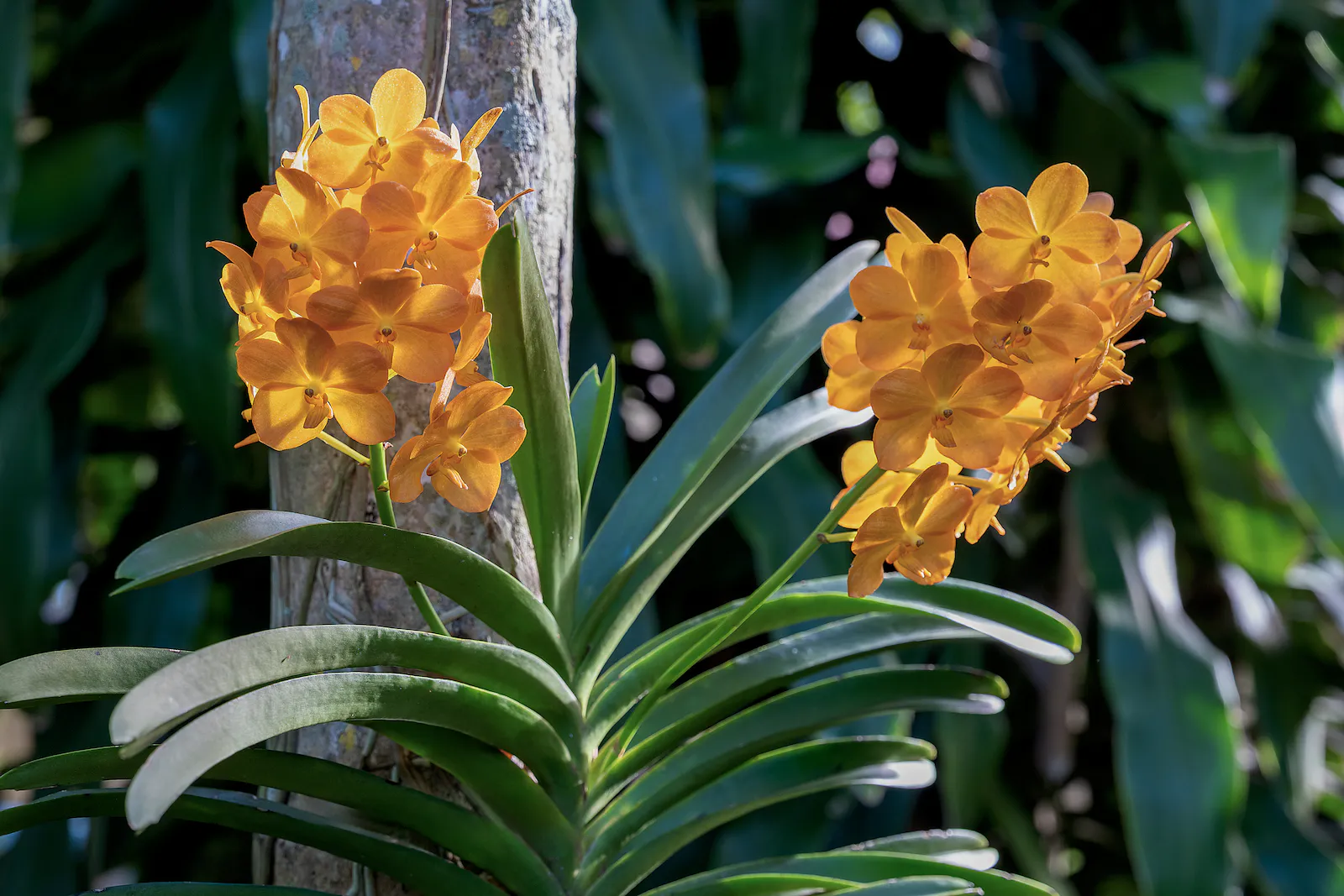 vanda orchid leaves