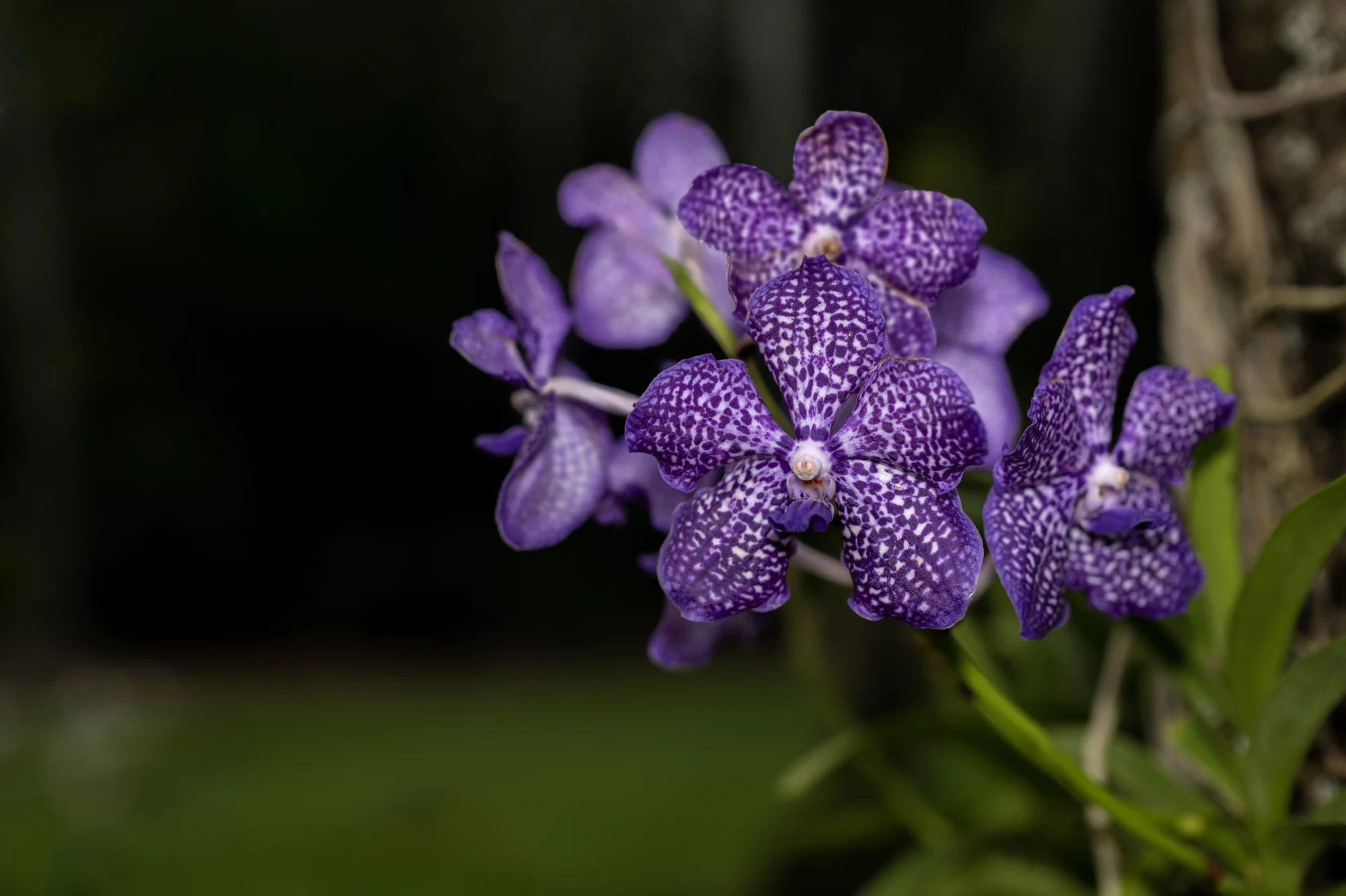 vanda orchids