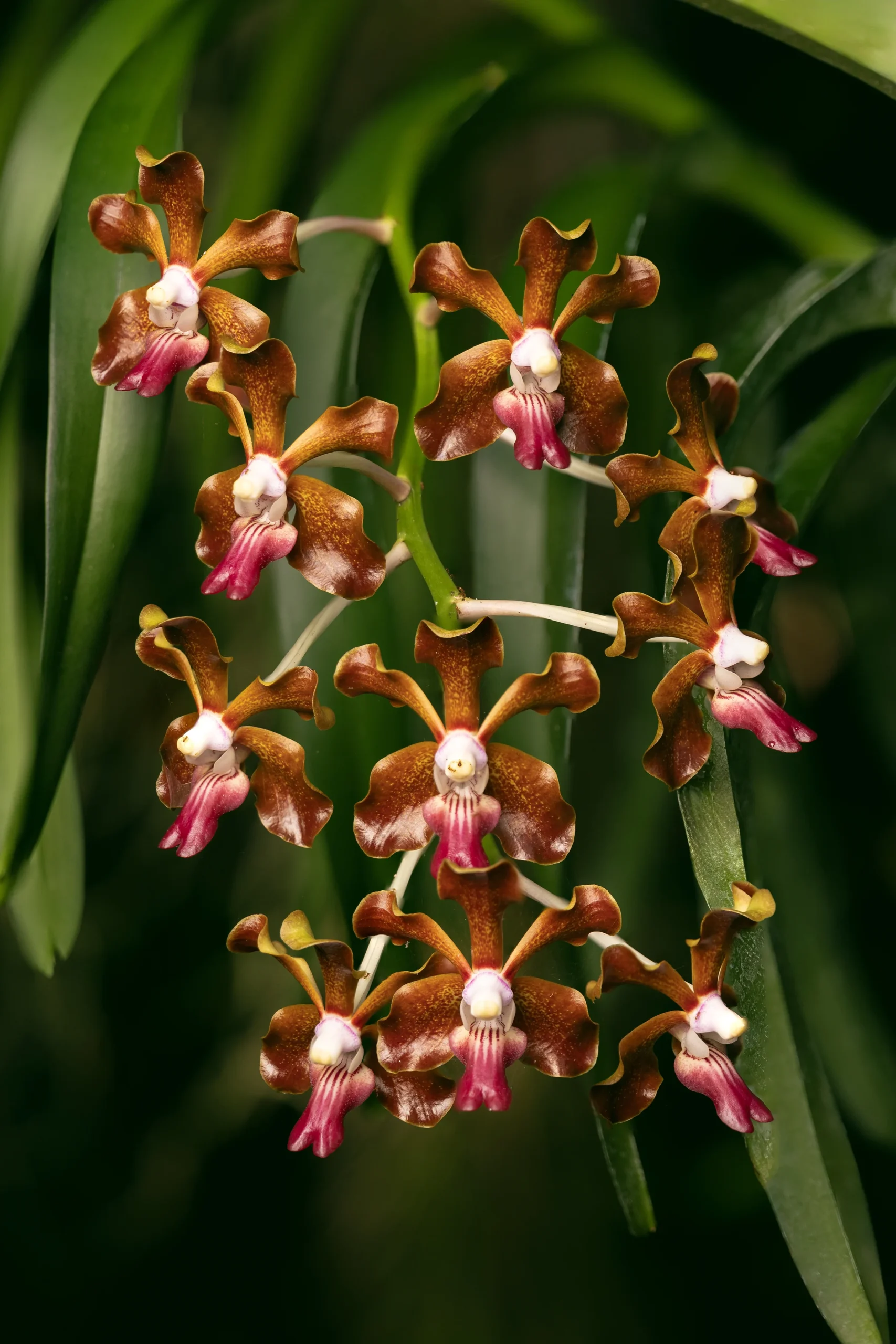 vanda orchid species