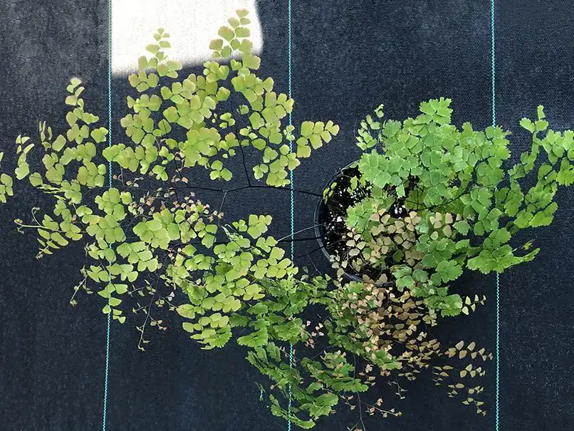 Adiantum tenerum, brittle maidenhair fern, a Florida native for shade