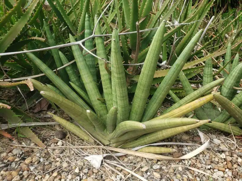 Sansevieria cylindrica 'Boncel' in a nursery container