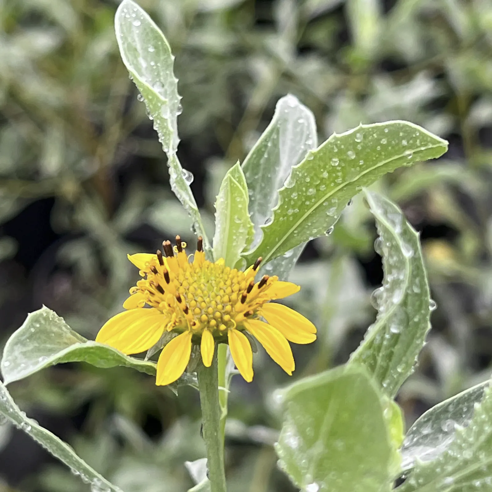Borrichia frutescens, sea oxeye daisy, with yellow flower and silver salt-tolerant foliage