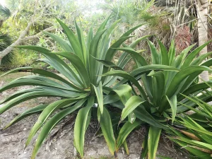 Agave growing in full sun, one of the best outdoor plants for Florida gardens