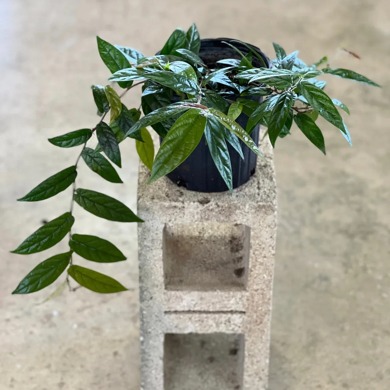 Ficus sagittata trained upright in a nursery container, also grown in hanging baskets