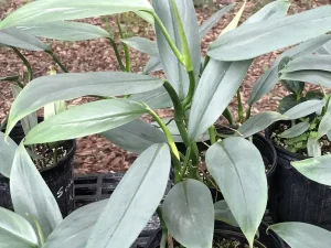 Silver-leaved philodendron plants in nursery pots outdoors, grown as indoor outdoor plants in Florida