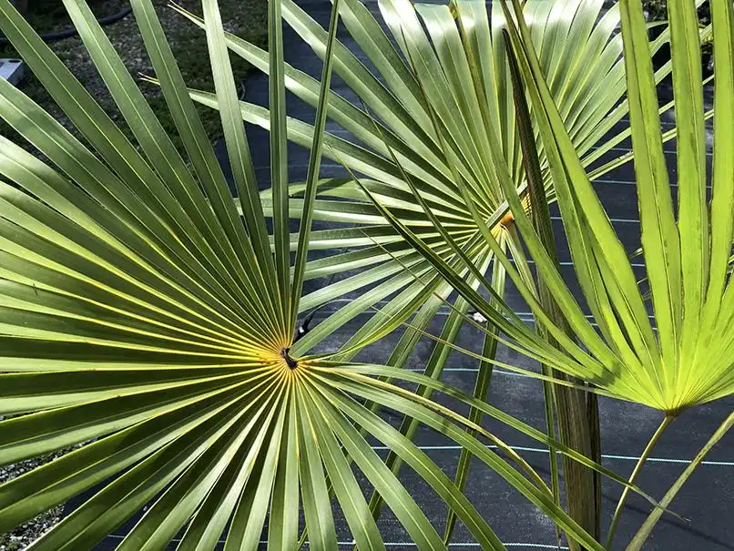 Fan-shaped fronds of Coccothrinax inaguensis, the Inagua thatch palm, backlit in full sun