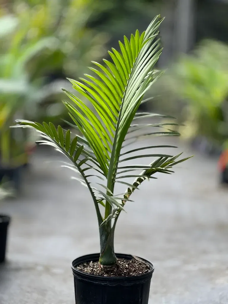 Young Gaussia princeps, or Sierra palm, with feathery fronds in a container
