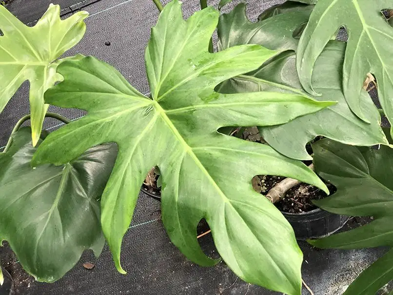 Philodendron lacerum leaves with deep lobes spreading across a shaded nursery floor