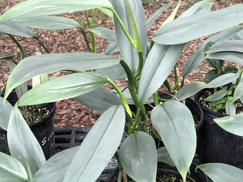 Silver-leaved philodendron plants in nursery pots outdoors, grown as indoor outdoor plants in Florida