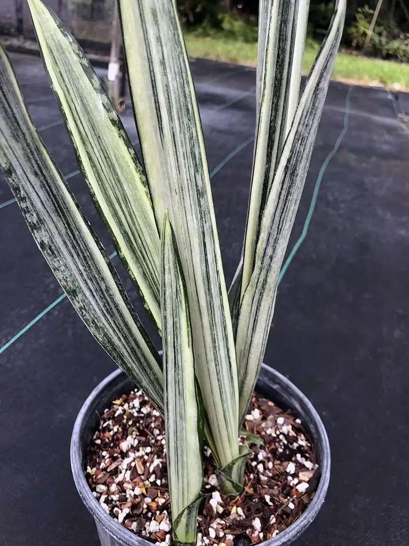 Sansevieria trifasciata Bantel's Sensation with upright leaves striped cream and green
