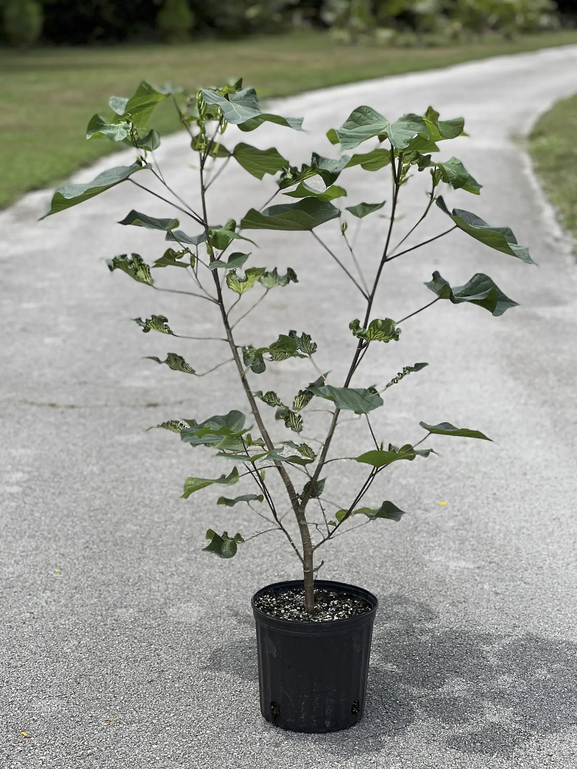 Young beach hibiscus (Talipariti tiliaceum var. populneus) in a nursery container on a garden path