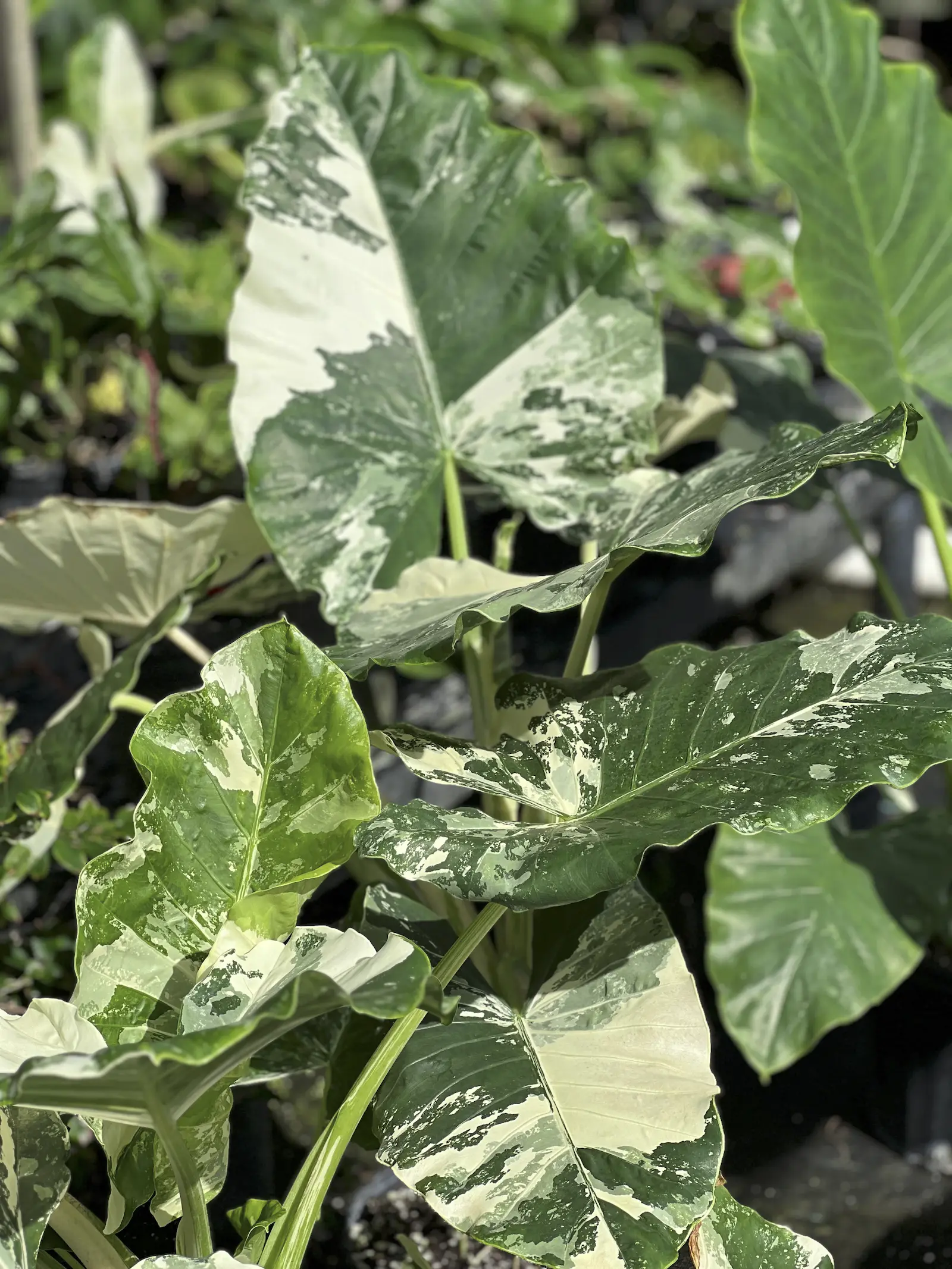 Variegated giant taro, Alocasia macrorrhizos var. variegata, with cream and green leaves