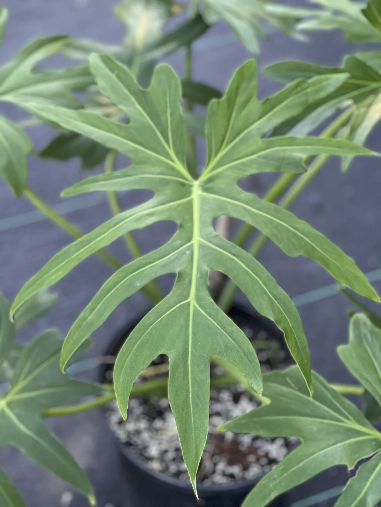Philodendron radiatum leaf with deep lobes, a typical adult leaf of a climbing aroid