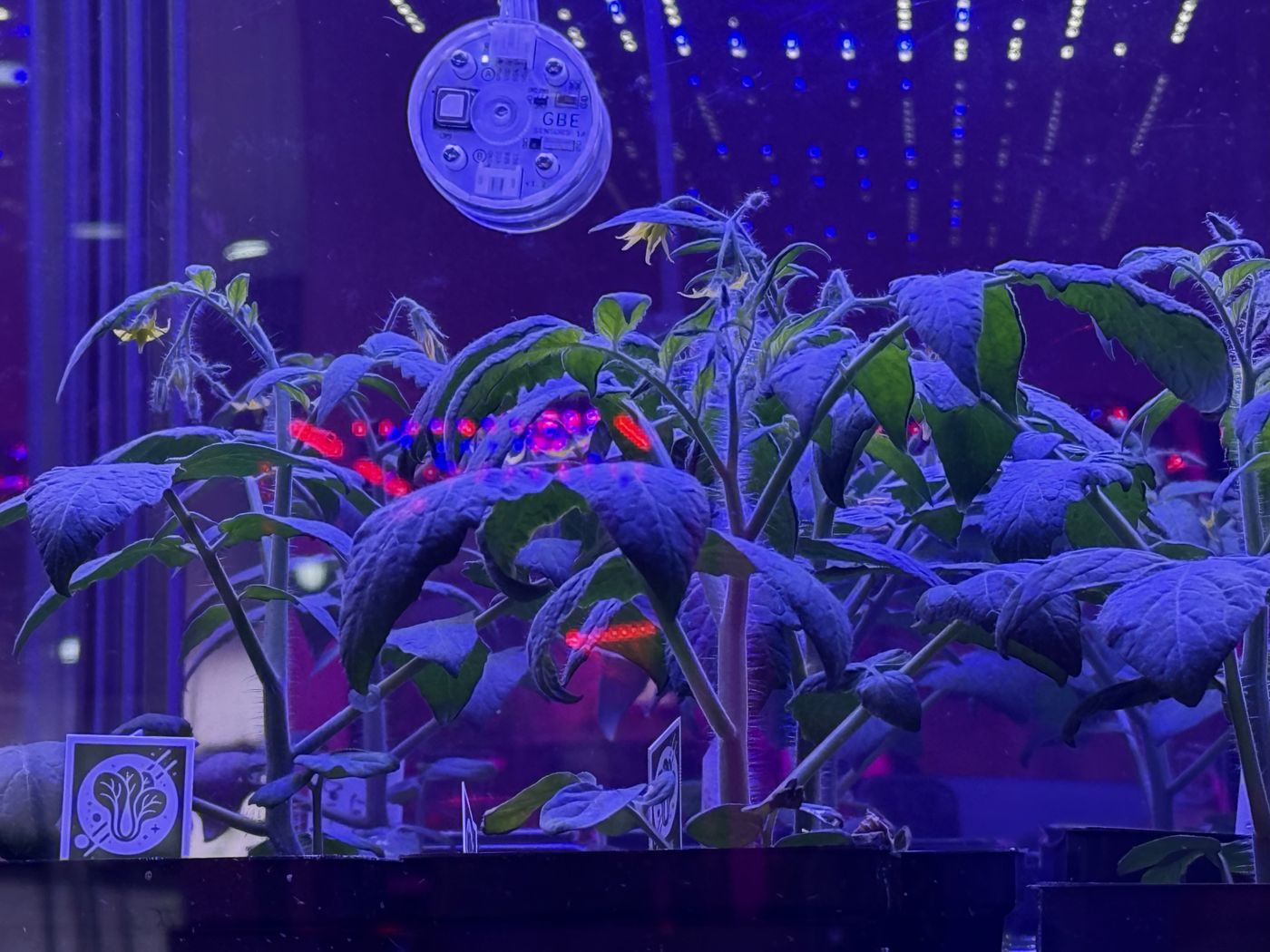 Plants growing under LED light inside a GBE PlantLab