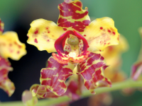 Orchids