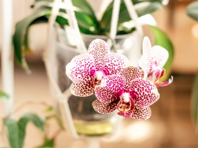 Blooming white and pink indoor orchid in a hanging planter close-up.Biophillia design.Urban jungle.Selective focus.