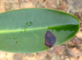 mangrove-leaf-with-lesion