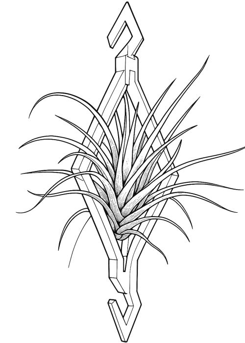 tillandsia_hanger tillandsia_hanger