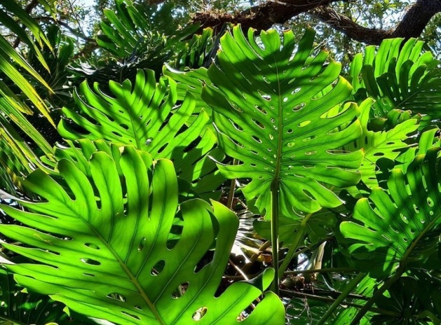 Staycationing? Come to the Garden to witness the gentle winter sunlight highlight the beauty of Monstera deliciosa leaves in the Rainforest canopy.  It is quite a site to see. 💚
.
📸: @chadhusby #fairchildgarden #tropicalplants #plantsmakepeoplehappy #beautifulplaces